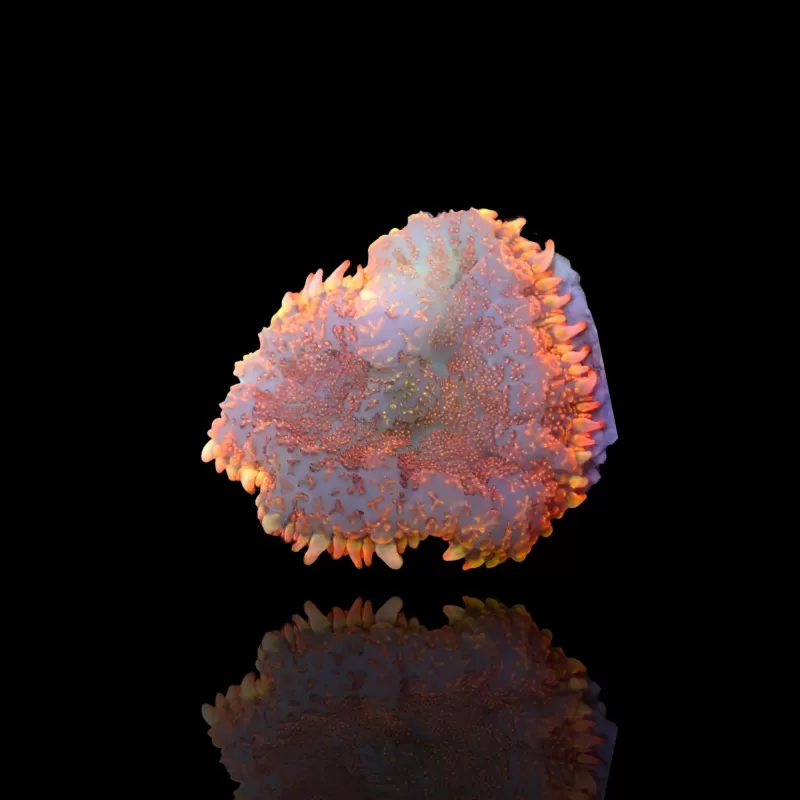 Rhodactis Pumpkin spice (per oor)