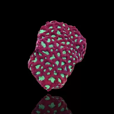 Favites sp Red M size