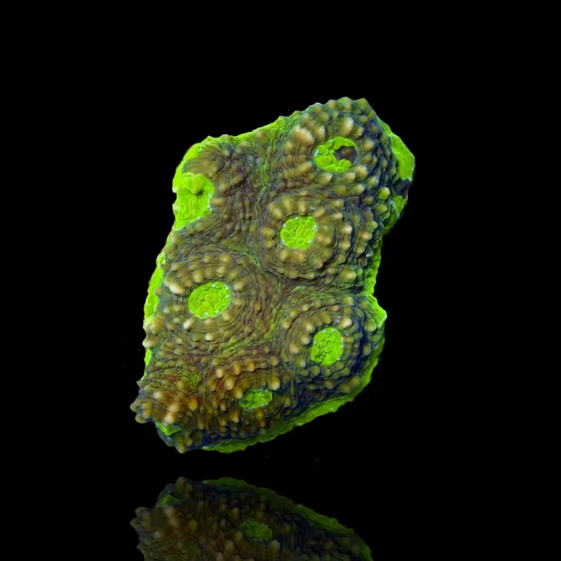 Echinophyllia sp. assorted Colors S-size (frag) kopen | Coralandfishstore.nl