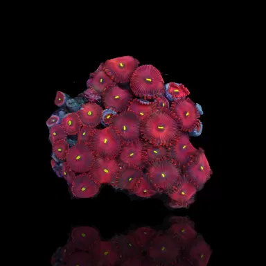 People Eaters Red Zoanthus| Coralandfishstore.nl