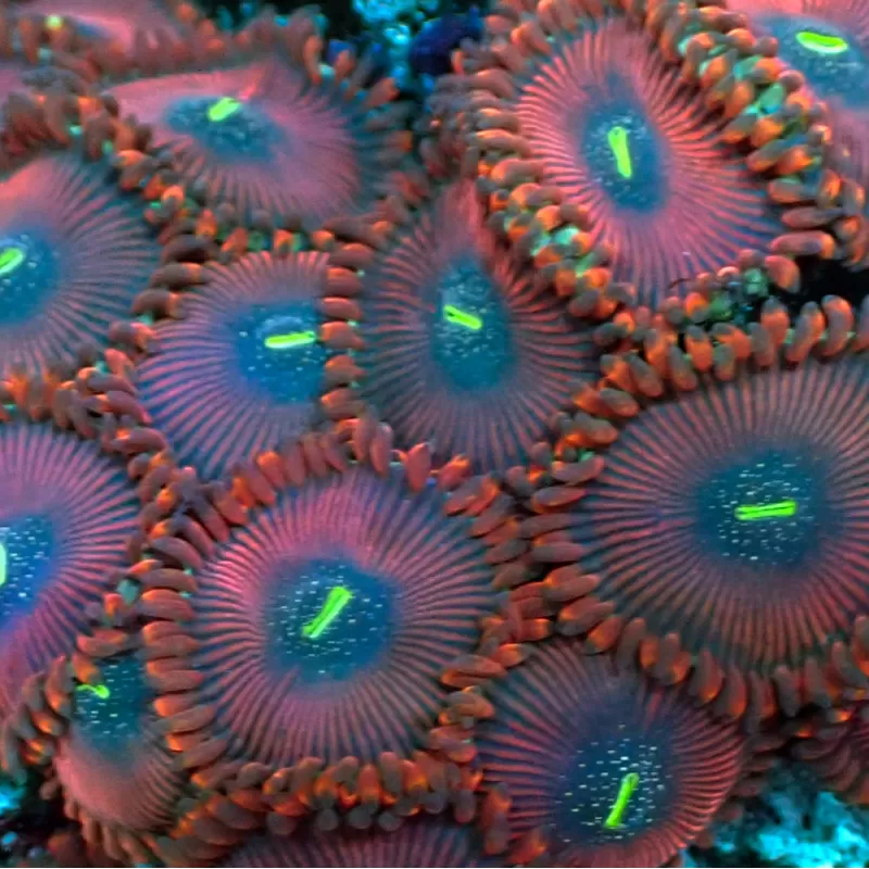Menschenfresser Roter Zoanthus| Coralandfishstore.nl