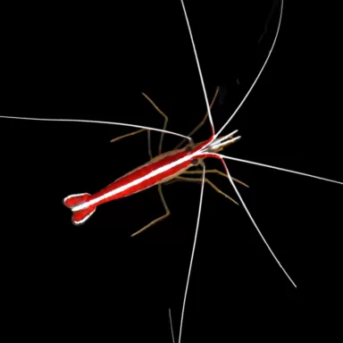 Lysmata Amboinensis Poetsgarnaal Kopen? |Coralandfishstore.nl