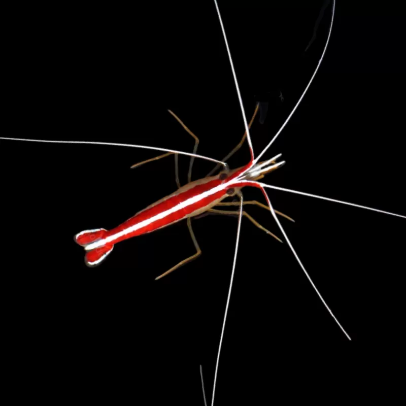 Lysmata Amboinensis Poetsgarnaal Kopen? |Coralandfishstore.nl