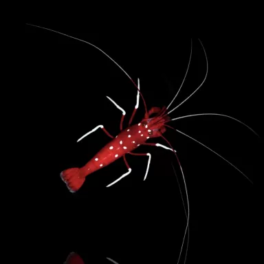 Lysmata Debelius - bloedgarnaal