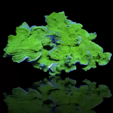 Kaufen Sie Montipora Green  | Coralandfishstore.nl