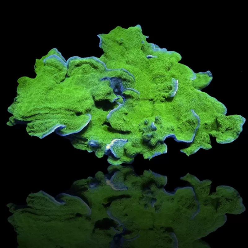 Kaufen Sie Montipora Green  | Coralandfishstore.nl
