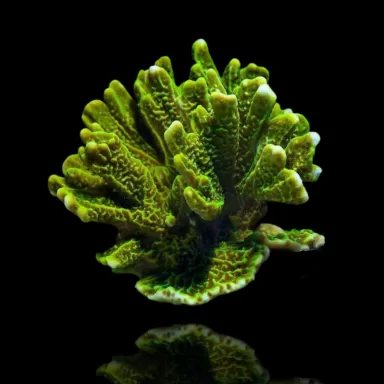Montipora Confusa Grün | Coralandfishstore.nl