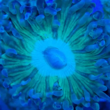 Duncanopsammia axifuga frag coral M australie