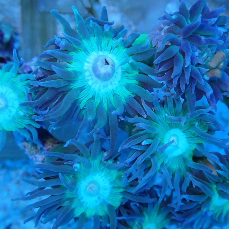 Duncanopsammia axifuga frag coral M australie