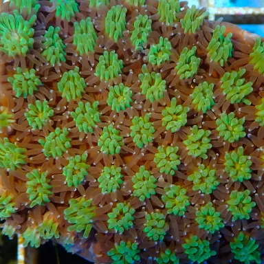 Galaxea fascicularis spp S/M size