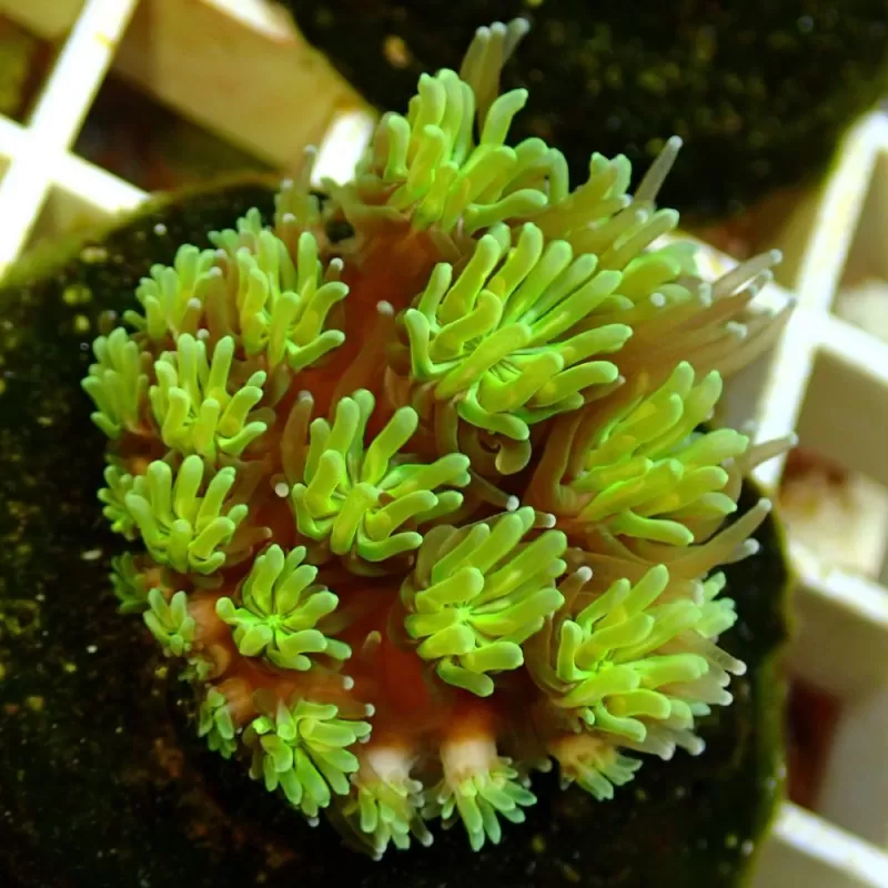 Galaxea fascicularis spp- size