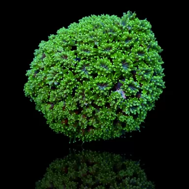 Kaufen Sie Galaxea fascicularis spp | Coralandfishstore.nl