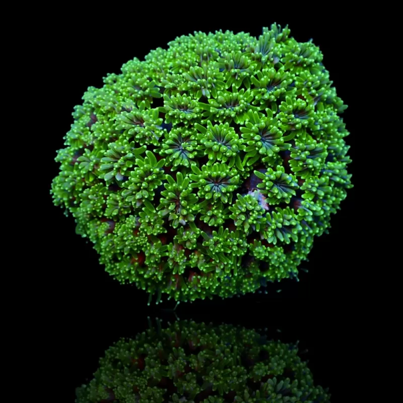 Kaufen Sie Galaxea fascicularis spp | Coralandfishstore.nl