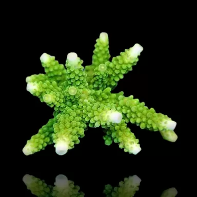 Kaufen Sie wunderschöne Acropora Formosa | Coralandfishstore.nl