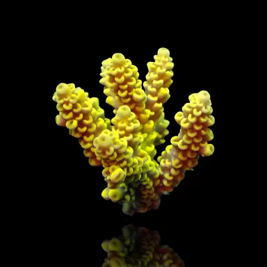 Acropora sp Mix S Size