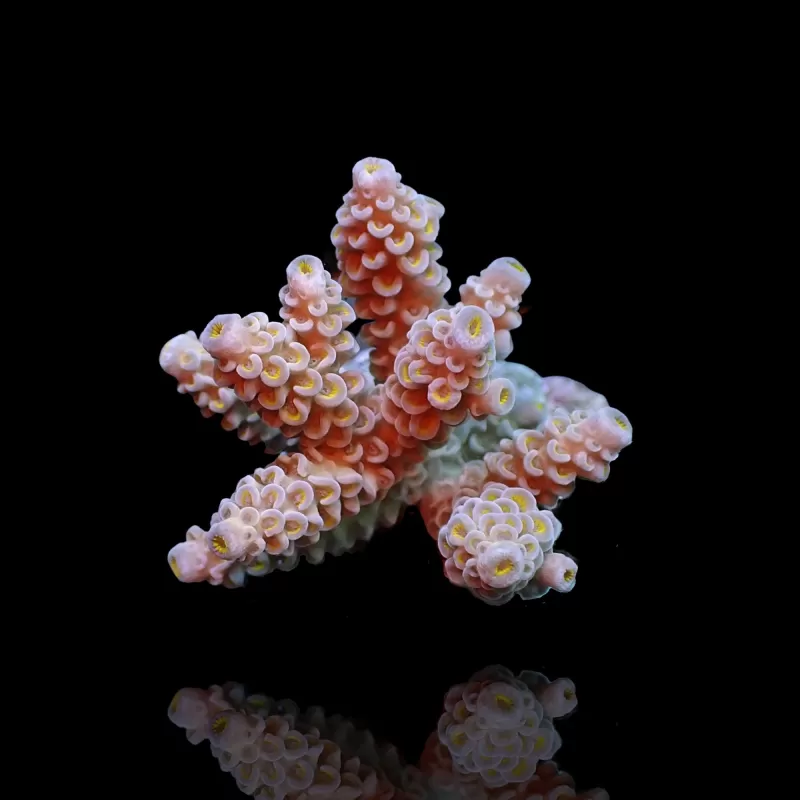Acropora sp Mix S Size