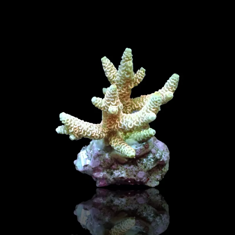 Acropora sp Mix S Size