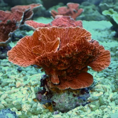 Montipora Red XXXL-size