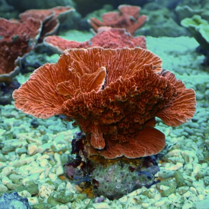 Montipora Red XXXL-size