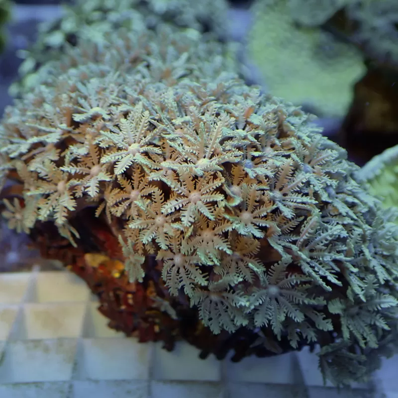 Tubipora Musica sp M size