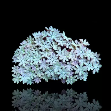 Kaufen Tubipora Musica sp Tiny Frag | Coralandfishstore.nl