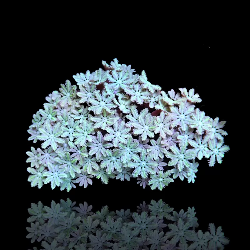 Kaufen Tubipora Musica sp Tiny Frag | Coralandfishstore.nl