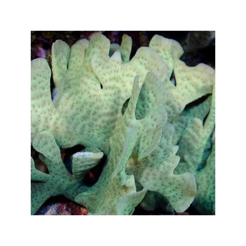 Pavona cactus frag