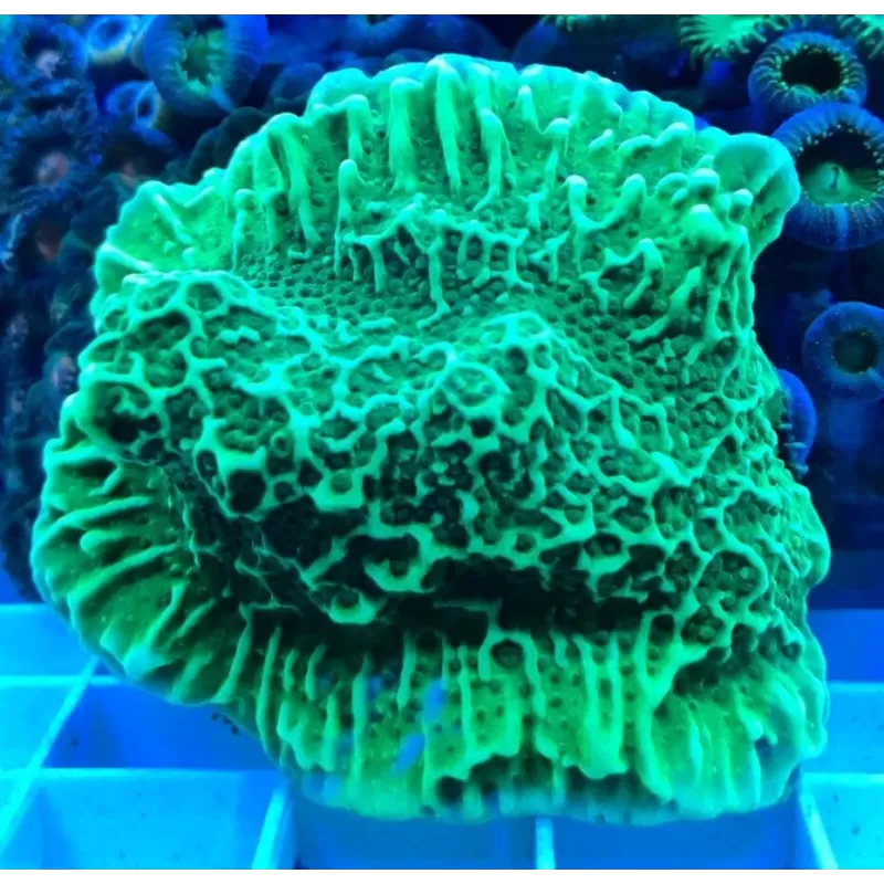 Montipora Undata frag