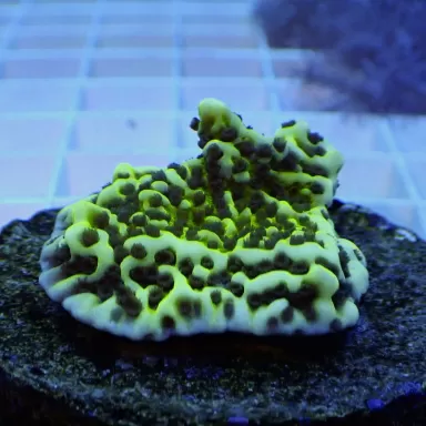 Montipora Undata frag