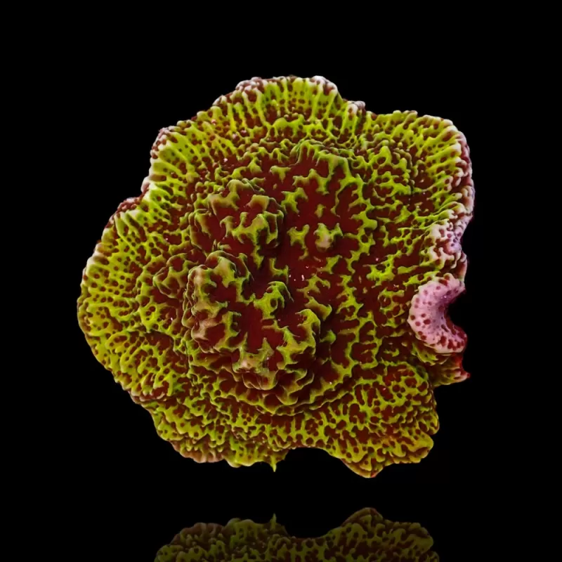 Montipora Undata bestellen ? l Coralandfishstore.nl