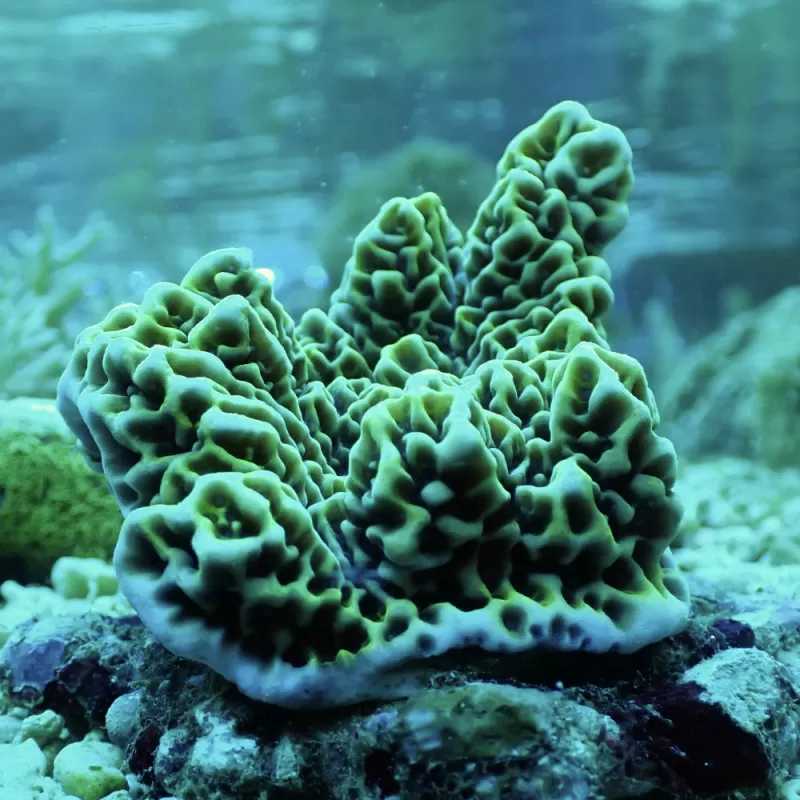 Montipora Undata bestellen? l Coralandfishstore.nl