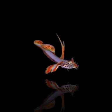 Discordipinna Griessingeri