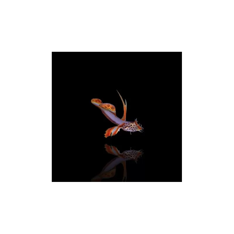 Discordipinna Griessingeri