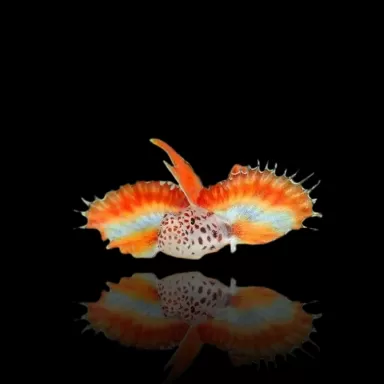 Discordipinna Griessingeri