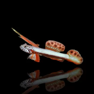 Discordipinna griessingeri - Stekelvin Gobie