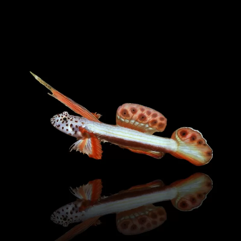 Discordipinna griessingeri - Stekelvin Gobie