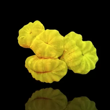 Kaulastrea sp. Ultra Green bestellen? l Coralandfishstore.nl