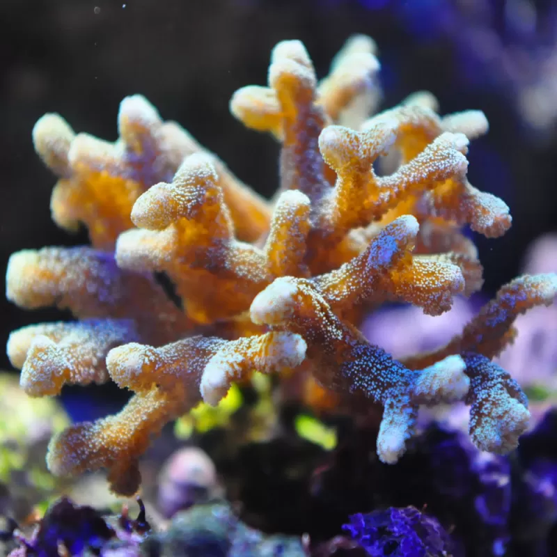 Seriatopora Caliendrum  kopen | Coralandfishstore.nl