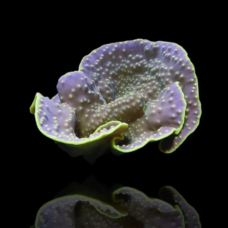 Turbinaria Reniformis frag M size