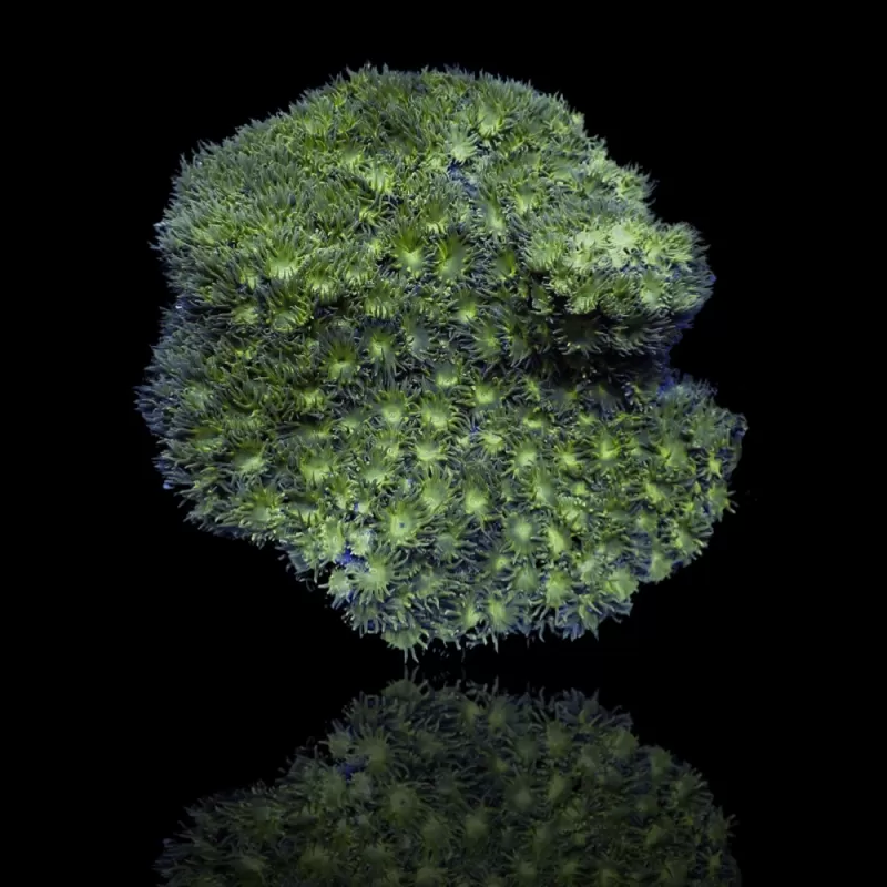 Kaufen Sie Turbinaria Peltata Große Polypen S-Größe | Coralandfishstore.nl