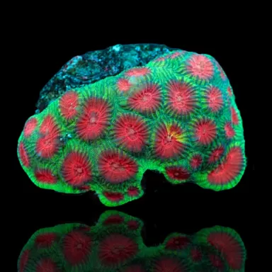 Favia sp Tiny Frag kopen | Coralandfishstore.nl