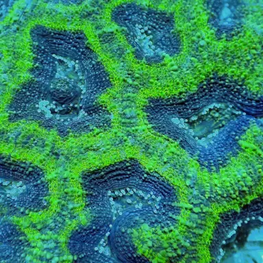 Acanthastrea B grade XL 10 15 cm