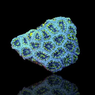 Acanthastrea B grade XL 10 15 cm