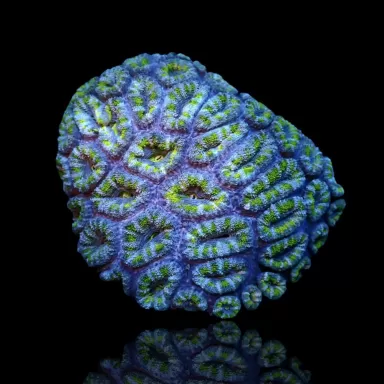 Acanthastrea B grade XL 10 15 cm