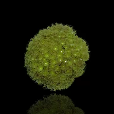 Parazoanthus Green bestellen? l Coralandfishstore.nl