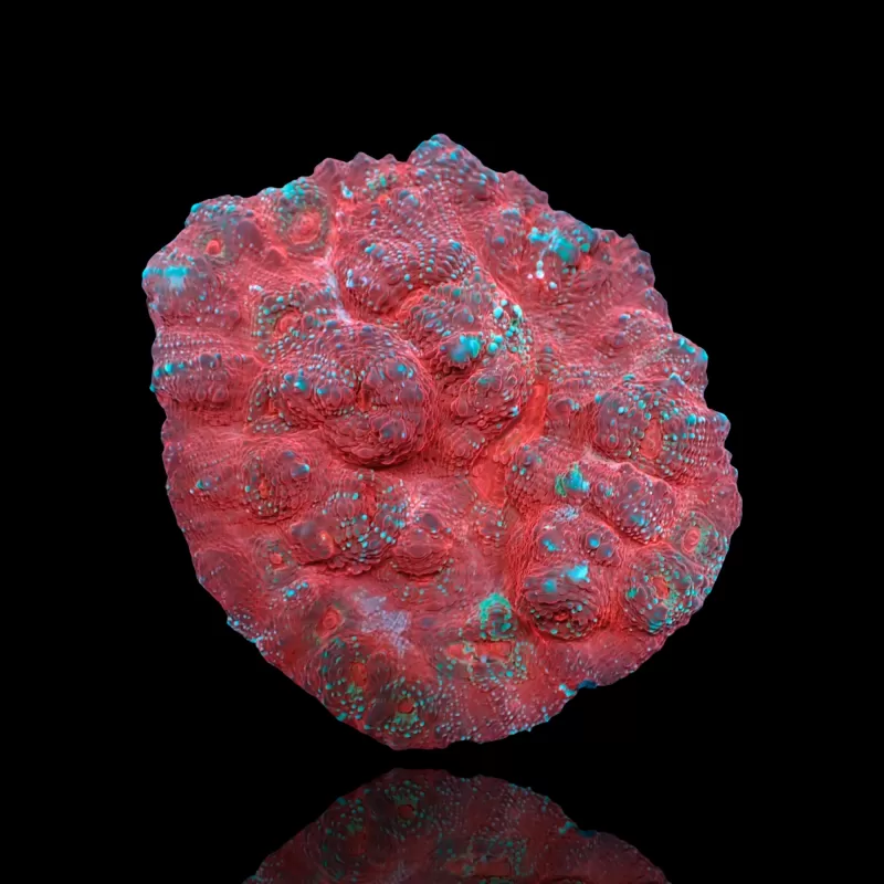 Echinopora Sp Multicolors L-Size bestellen? l Coralandfishstore.nl