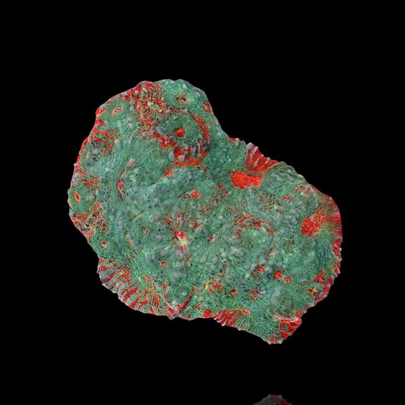 Echinopora Sp Multicolors L-Size bestellen ? l Coralandfishstore.nl