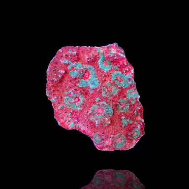 Echinopora Sp Multicolors L-Size