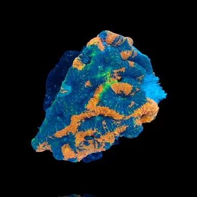 Echinopora Sp Multicolors L-Size bestellen ? l Coralandfishstore.nl