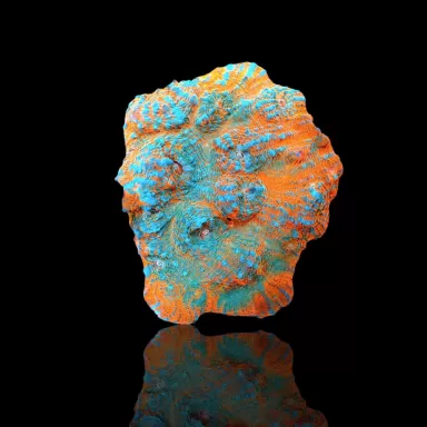 Echinopora Sp Multicolors L-Size bestellen ? l Coralandfishstore.nl